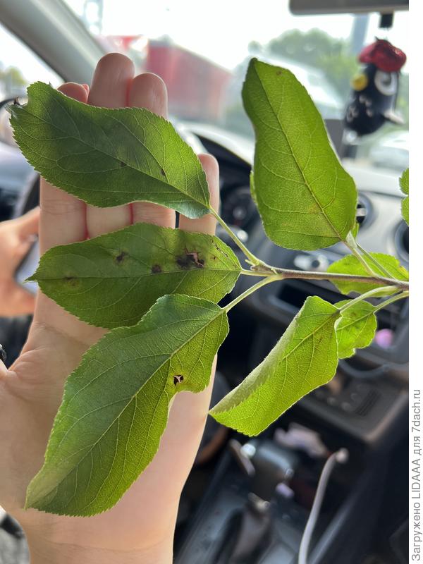 Лист яблони