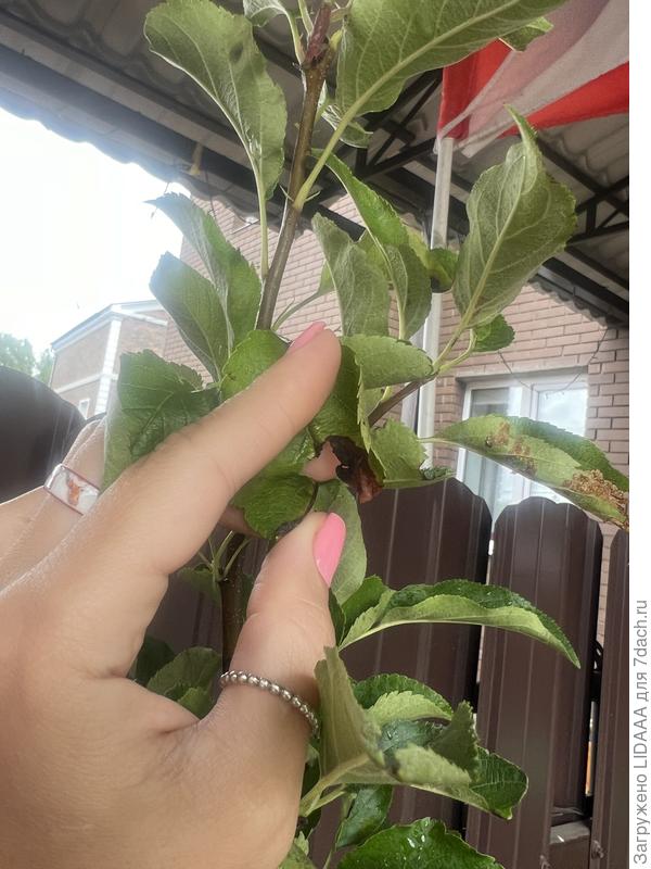 Лист яблони