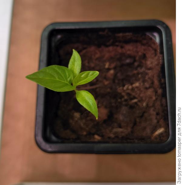 Это хабанеро