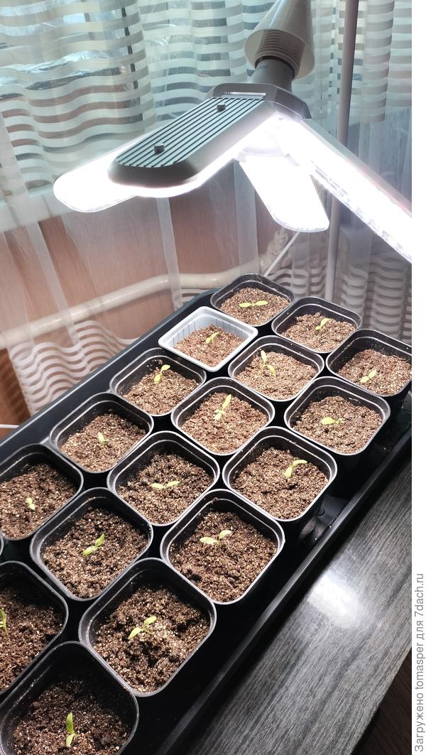 Так сейчас выглядит рассада баклажан