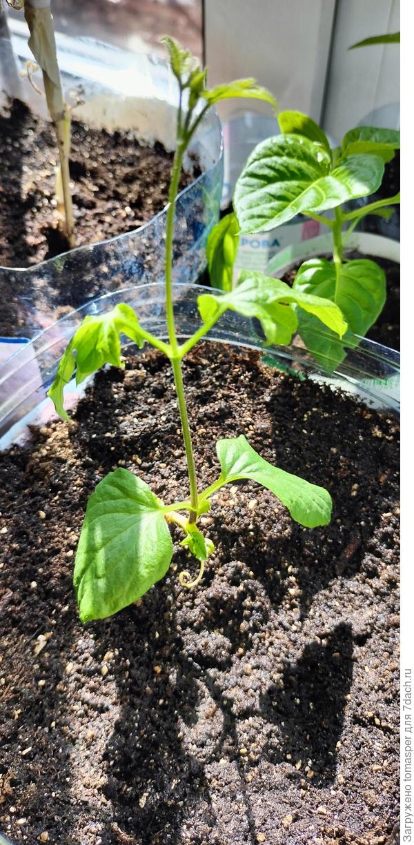 Листики поникли