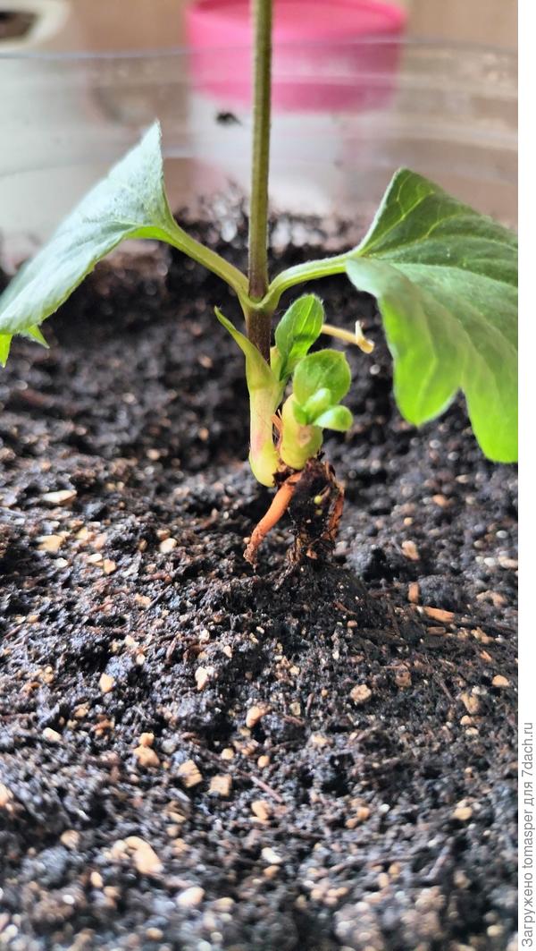 Точка роста и ниже подрезание корешки , их было 2