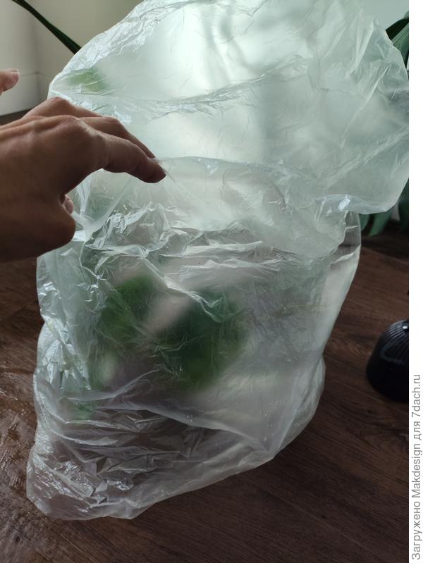 Сделала просторную тепличку