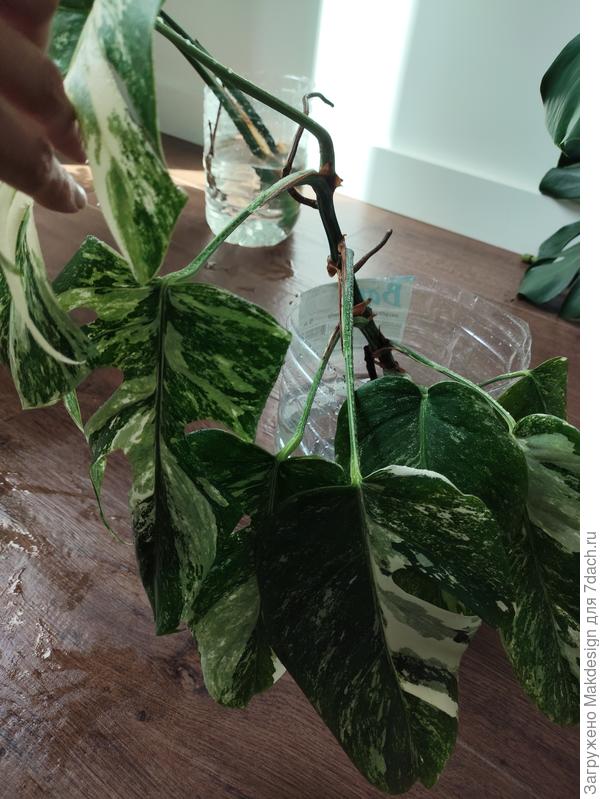 Скрутились листочки