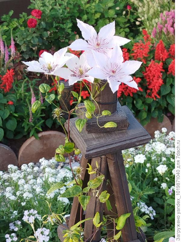 Клематис Пинк Фэнтези.