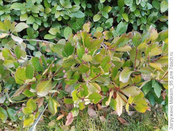 На фотографии вечнозелёный кустарник рафиолепис. Пожалуйста подскажите вид растения.