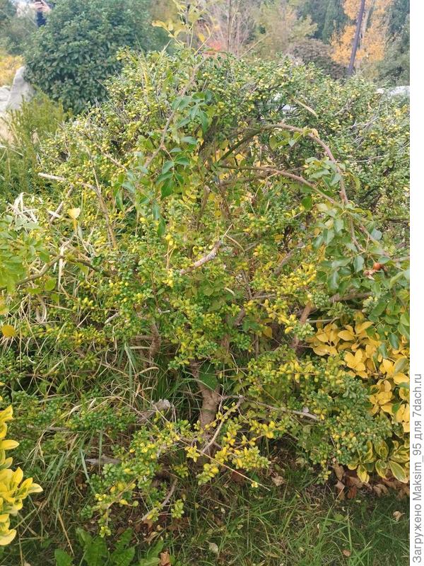 Растение похоже на падуб городчатый.