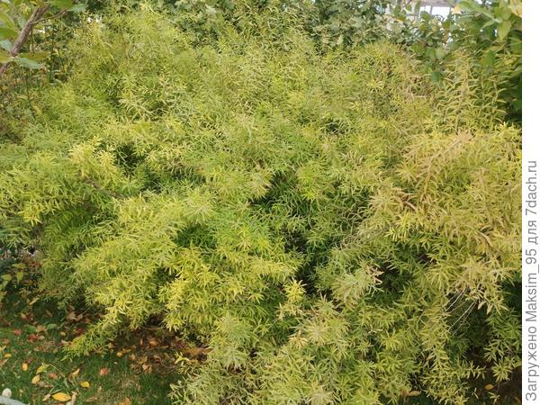 Предположильно спирея Тунберга.