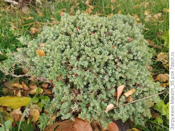 На фото изображён можжевельник.