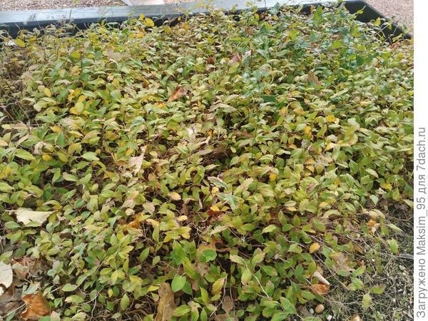 Находится на ЮБК.