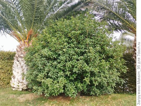 Растение имеет небольшие белые соцветия.