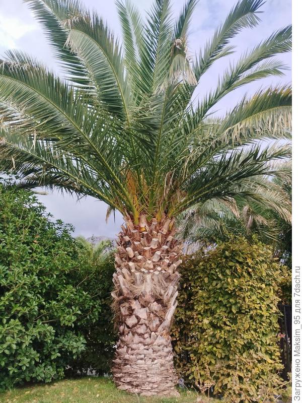 Предположительно бутия головчатая.