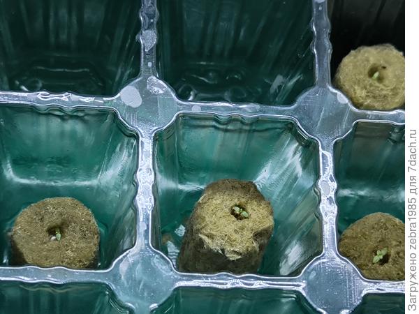 Всем привет, я начинающий садовод, прошлым летом переехали на дачу из квартиры и думали, что только на лето, но решили здесь и зимовать. Естественно решила начать сажать цветы зимой, чтобы следующим летом было здесь ярко и уютно. 10 декабря 2025 года посеяла 18 семян эустом низкорослых, проросло 15 из них. Выращиваю их в минераловидных пробках, поливаю раз в 5-7 дней ( точнее наливаю питательный раствор на дно, затем сливаю лишнюю жидкость) . Пока практически у всех появились первые листочки настоящие. Пересаживать мне их пока из боксов с подсветкой рано, но я очень надеюсь, что где-то через месяц уже их определю в грунт в маленькие стаканчики. А пока жду семена эустомы, которые будут уже не такими миниатюрными, их буду сеять в торфяные таблетки.