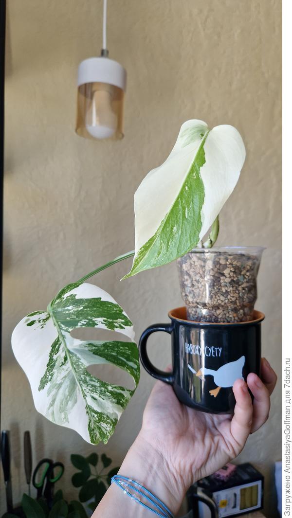 Монстера вар 2