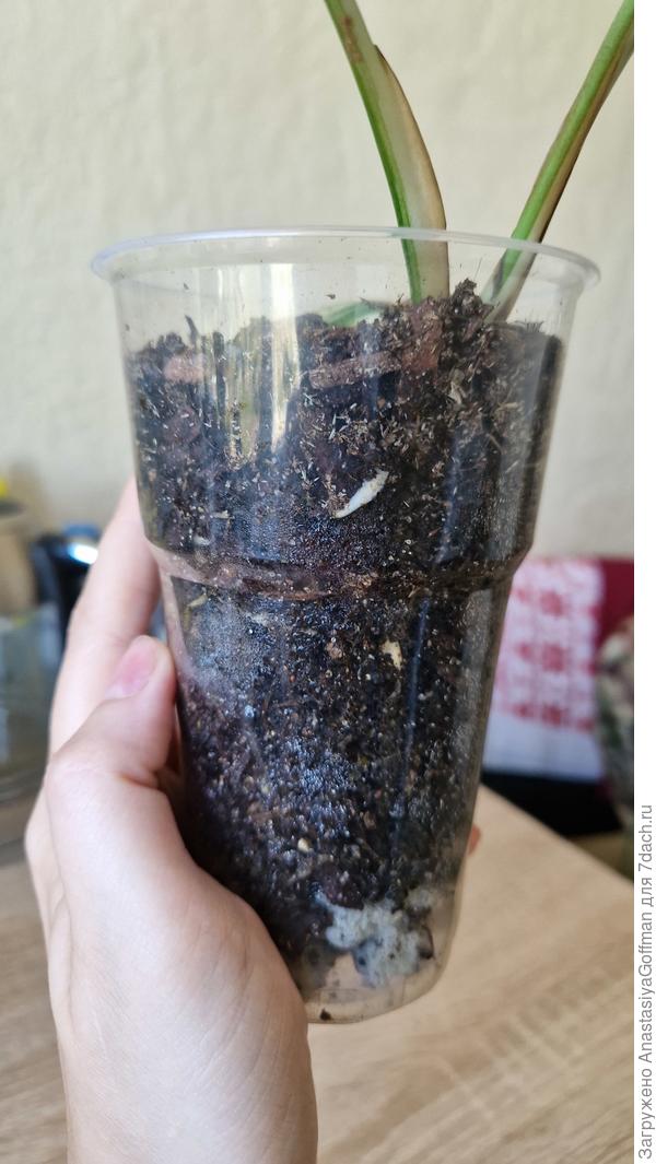 Новые корешочки