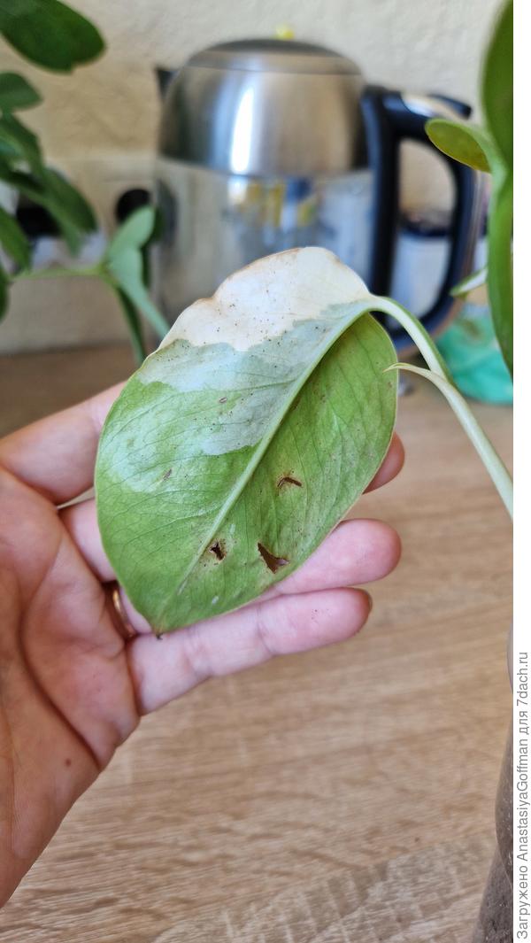 Внутренний вид листа (3 отверстия - это моя кошка( )