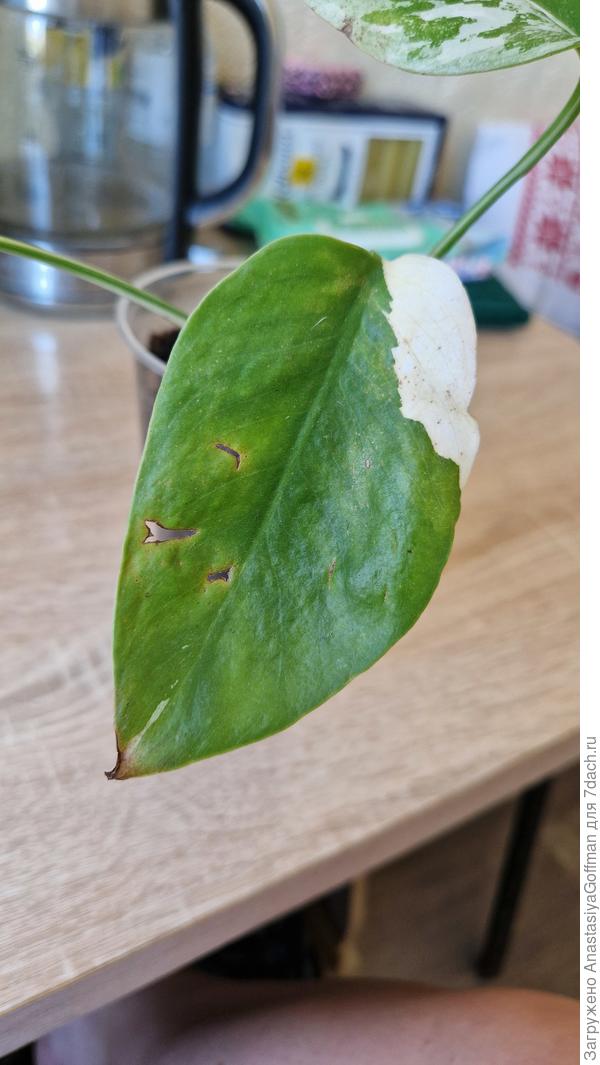 Внешний вид листа