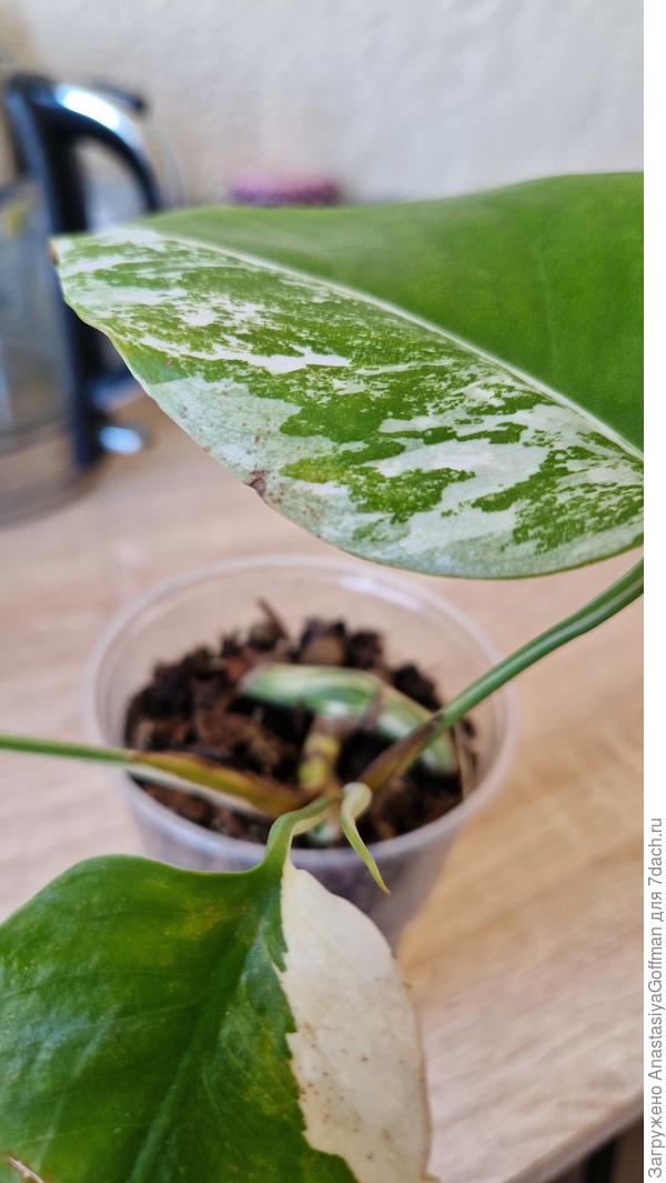 Лист 2, пораженный участок