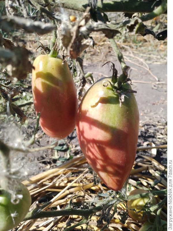 АБатиста или долговязая сали?????