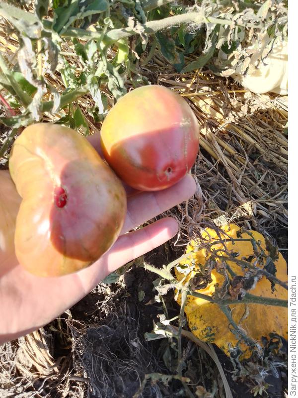 Черное сердце