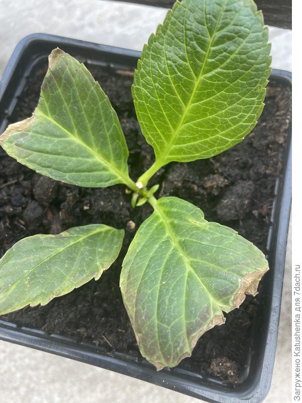 Черенки гортензий