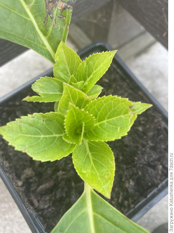 Черенки гортензий