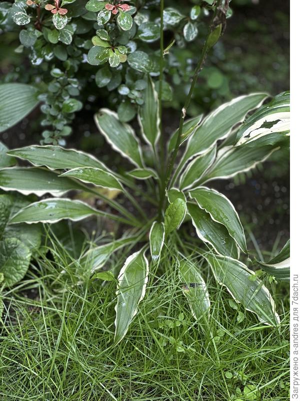 Тоже ниже 20 см и ширина листьев 2-3 см