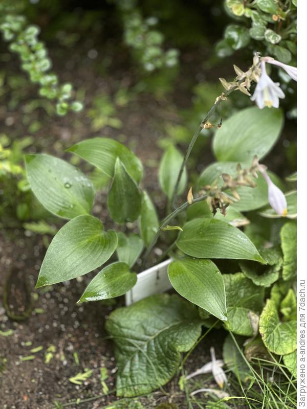 Помню, когда покапали продавали как Blue Prince или что то Блю. По высоте не достигает 20 см.