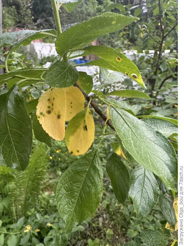 Листья сливы