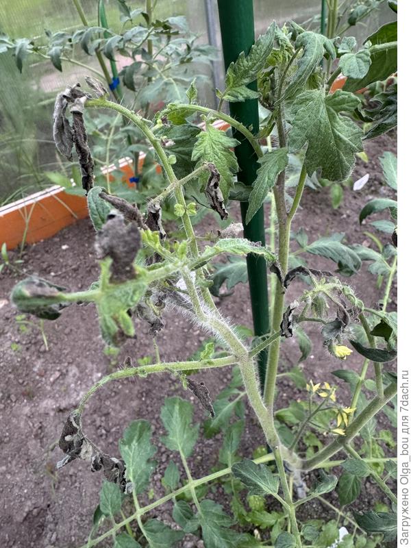 Листья томата