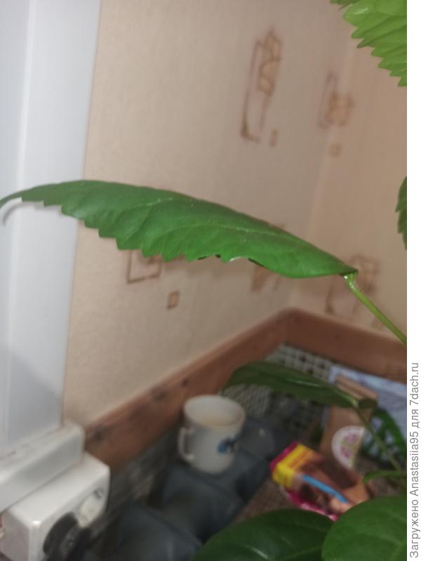 Гибискус опустил листья фото 2