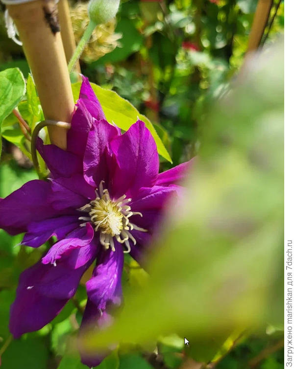 Клематис