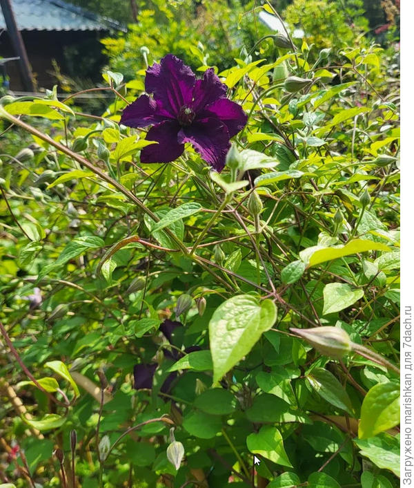 Фиолетовый клематис