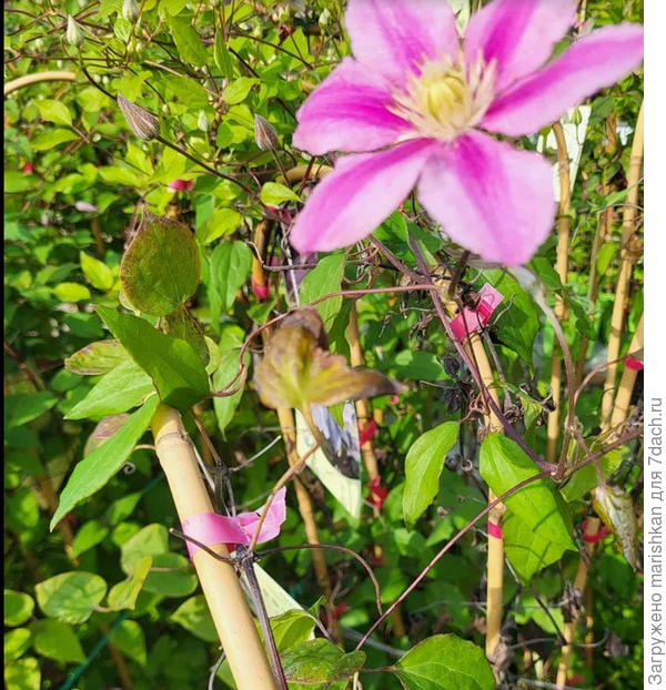 Розовый клематис