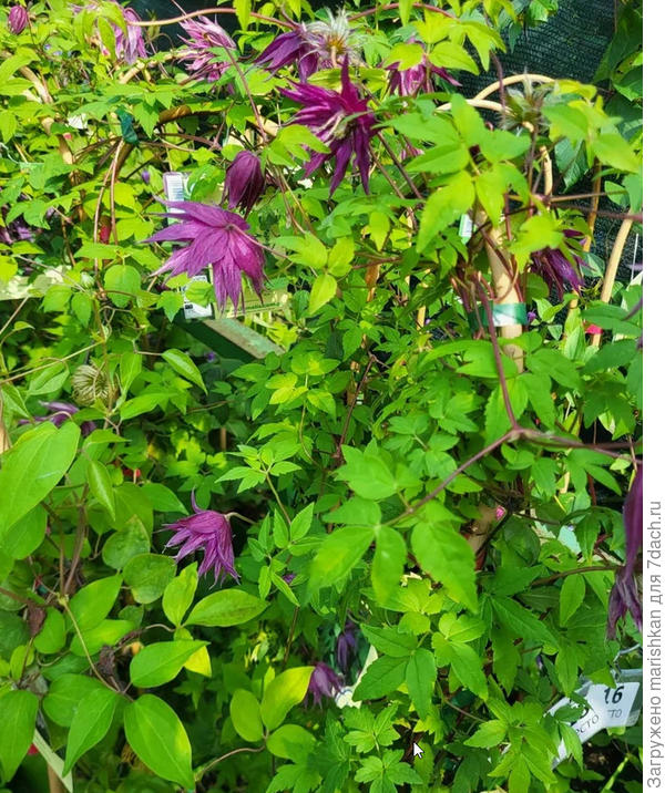 Фото из питомника