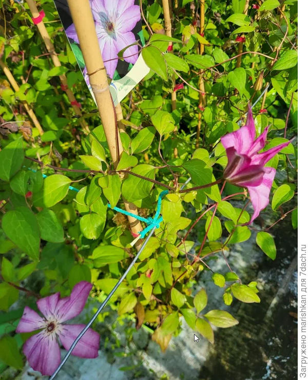 Фото из питомника