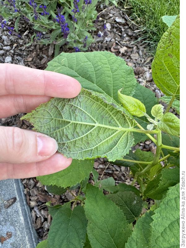 Пятна на листьях