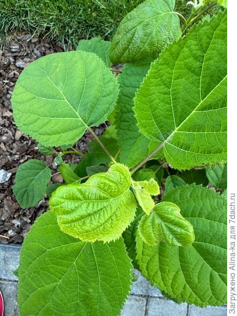 Молодые листья «скручивает»