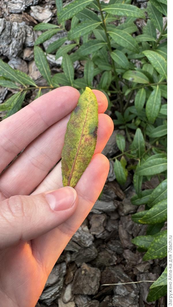 Лист желтеет