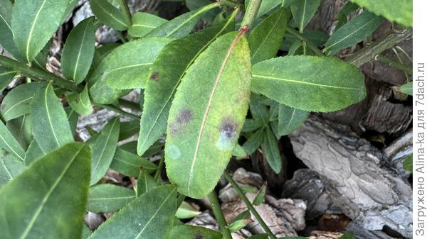 Коричневые пятна, июнь