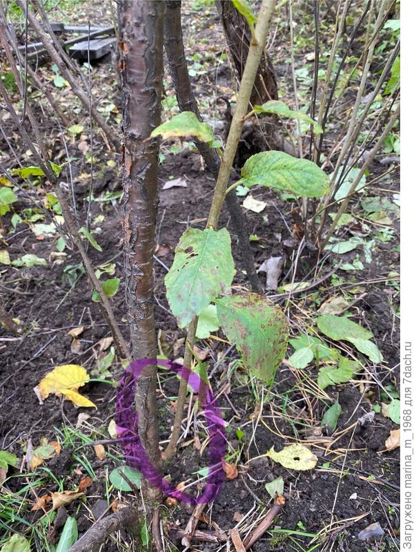 Как будто вишня 🍒