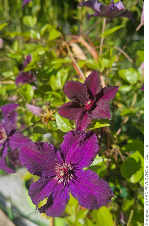 Фото цветов