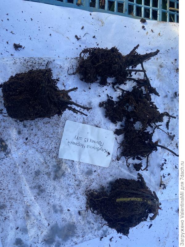 И вот это рассада клубники?