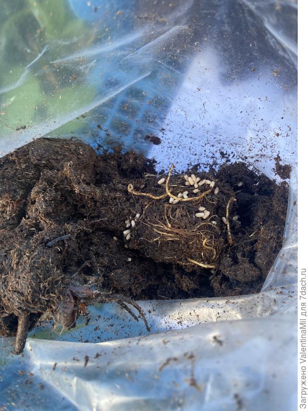 Муравьи с яйцами пришли в посылке