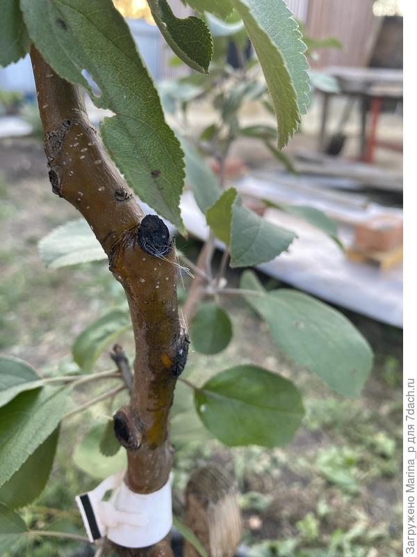 Черный рак предположительно