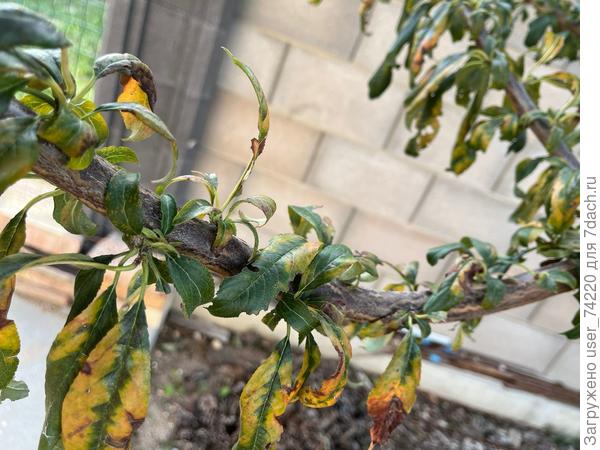 Группа листьев на сливе, вид болеющего растения