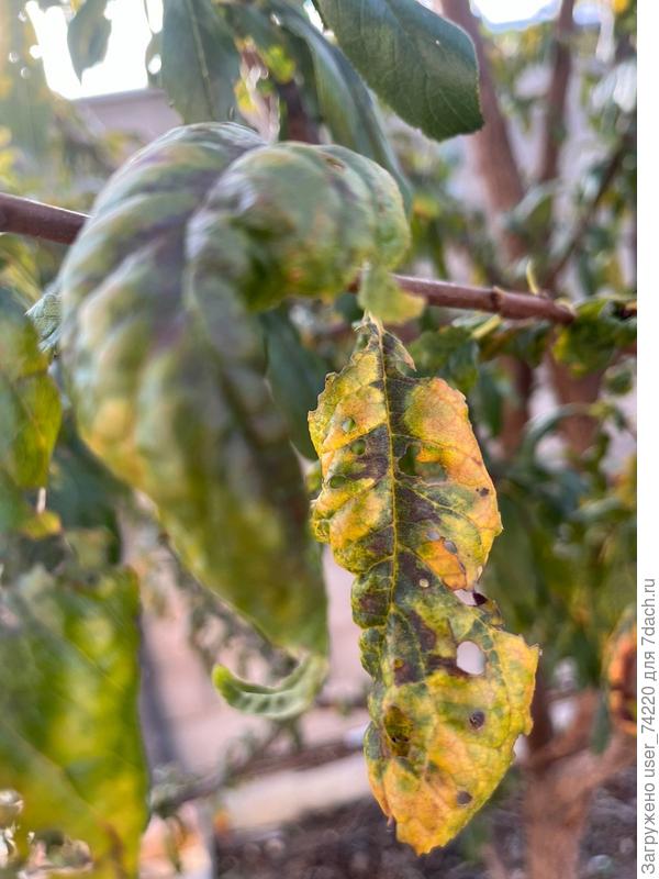 Отдельный лист с повреждениями