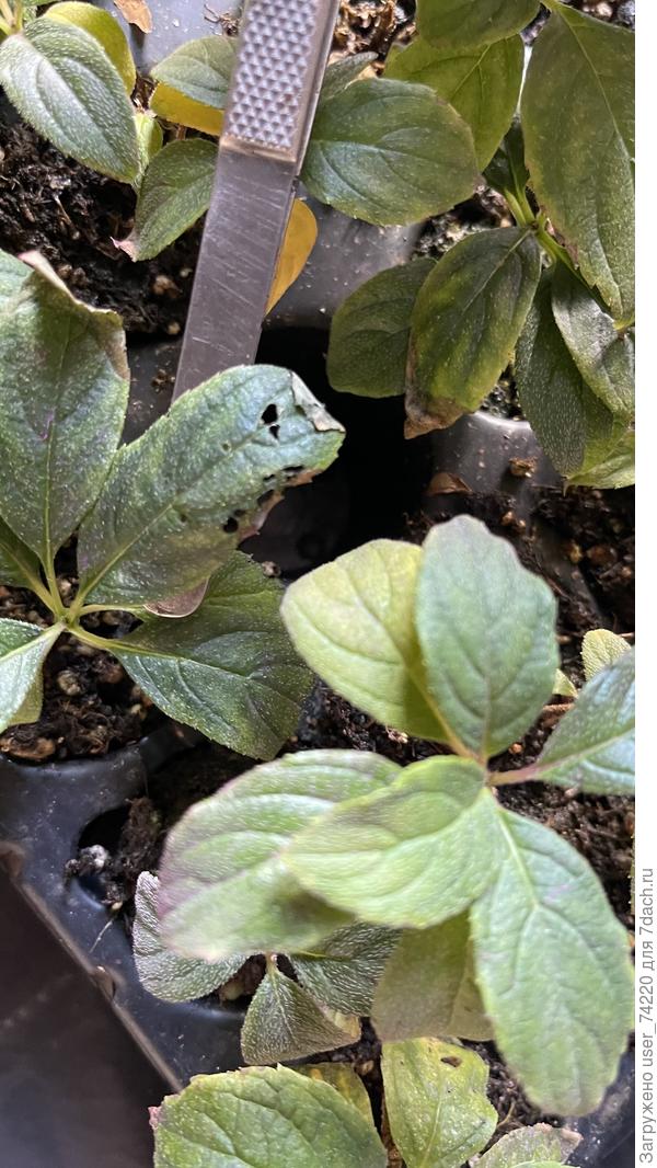 Это его работа. Погрыз лист гортензии. Пролила кассеты перед перевалкой в р9. Вылезло 4 слизня. Никогда такого не встречала, таких маленьких и в комнатных условиях. Единственное объяснение это завоженный торф. Как с ним бороться на черенках?