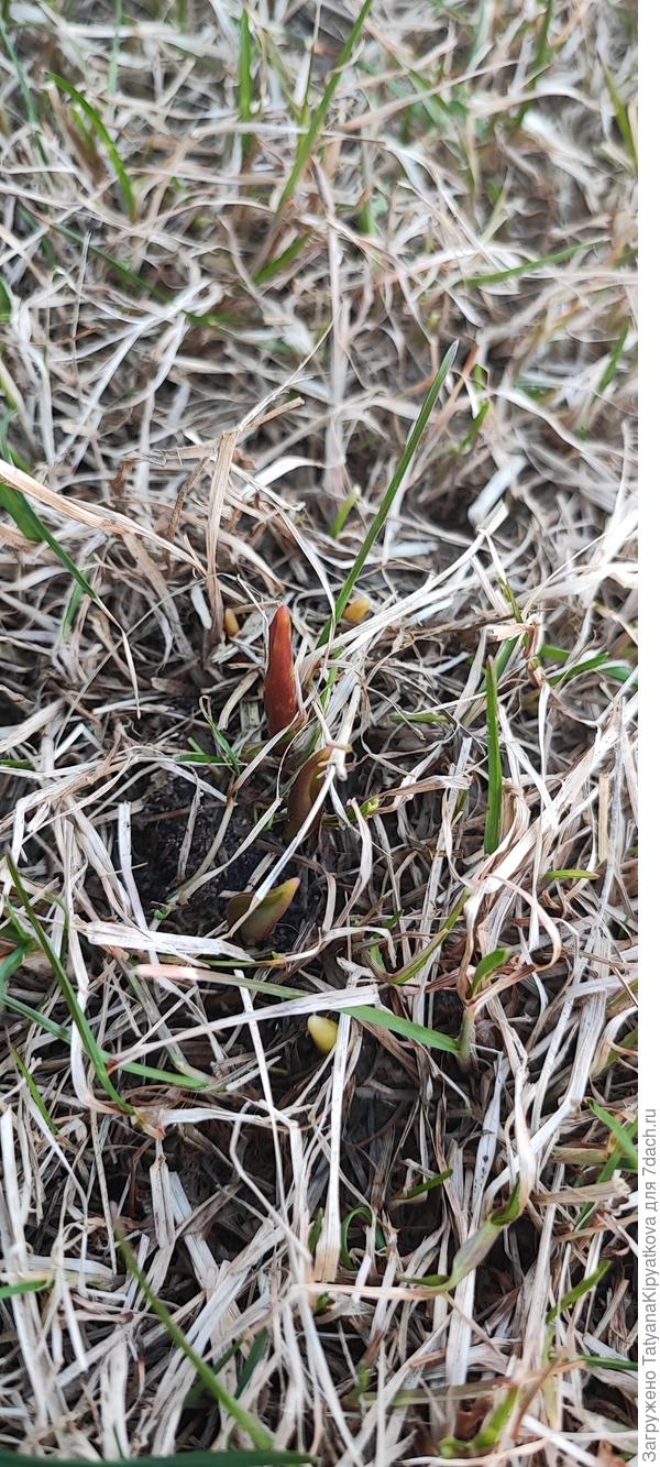 А это тюльпаны сквозь газон просачиваются. Видать деток не заметила когда выкапывали