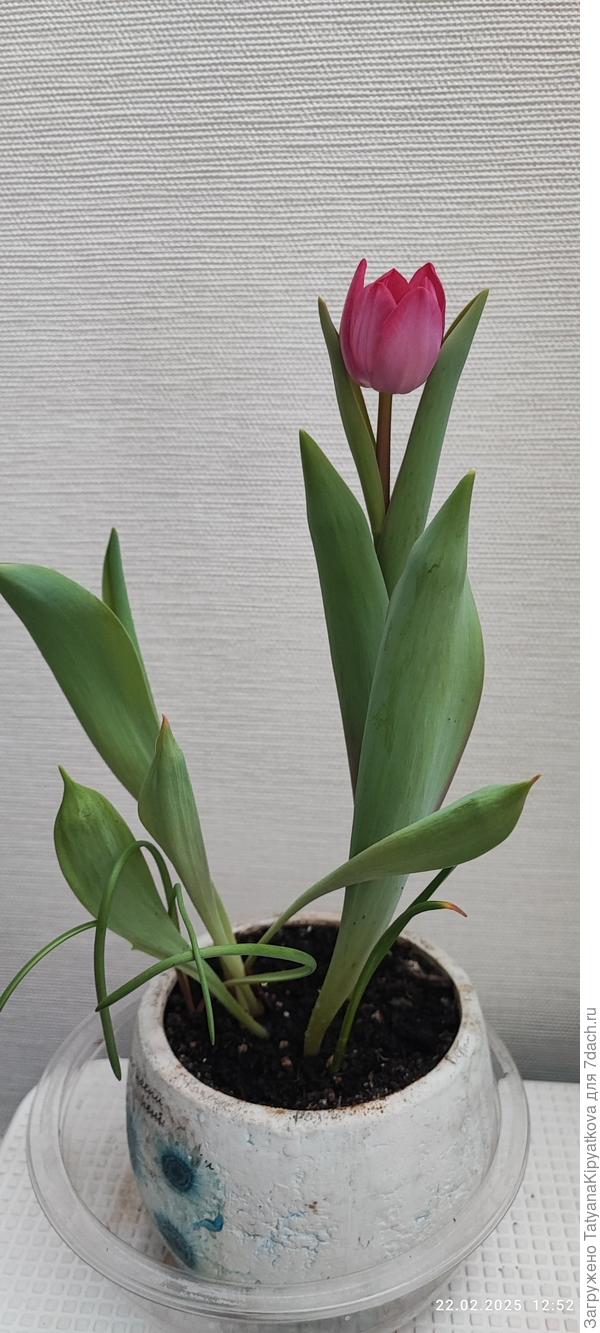 Посадила в октябре, зацвёл в январе 25г